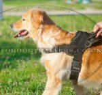 The Best Nylon Dog Harness for Golden Retriever