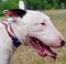 Designer Dog Collar for English Bull Terrier "American Pride"