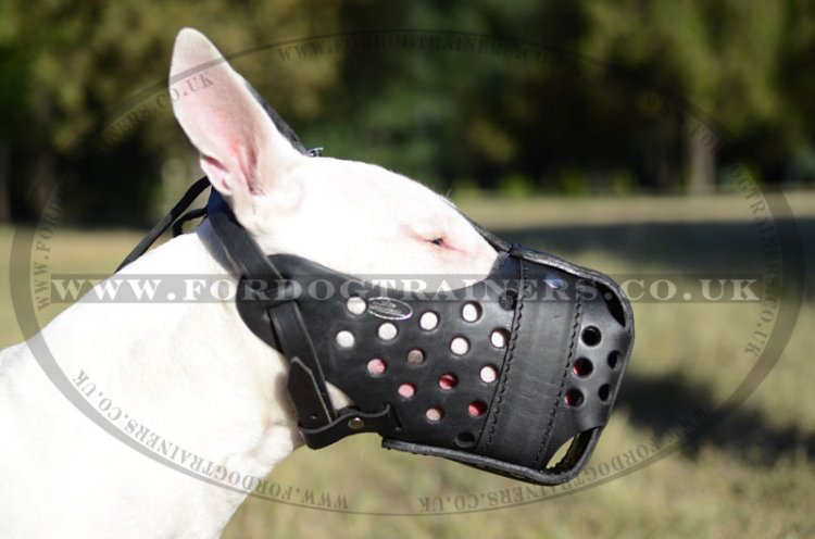 English Bull Terrier Dog Muzzle, Strong and Roomy Leather Basket