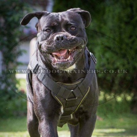 Strong Dog Harness for Cane Corso Training | Nylon Dog Harness