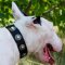 Nylon Dog Collar for Bull Terrier with Silver Conchos NEW