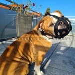 Soft Leather Muzzle for Bulldog Flat Snout, Perfectly Ventilated_2