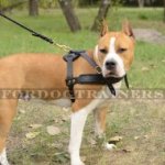 Padded Leather Dog Harness for Amstaff Training, Tracking, Walking & Sports
