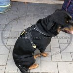 Strong & Soft Padded Leather Dog Harness K9_3