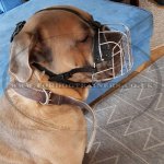 Padded Cane Corso Muzzle for Mastiff Breeds Wire Basket_6