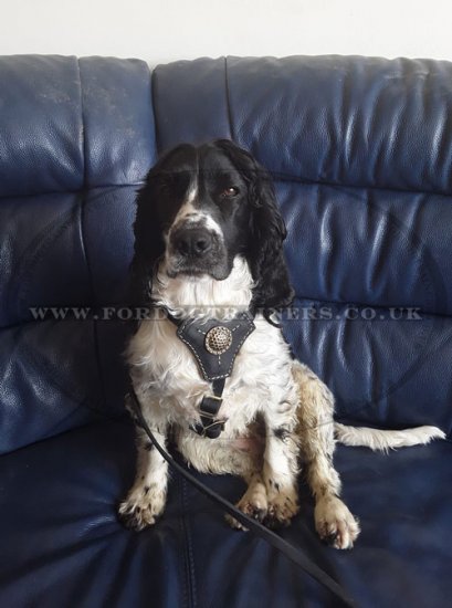 The Best Dog Harness for Springer Spaniel Smart Look and Comfort