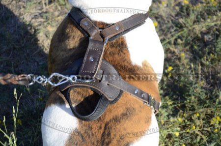 Leather Dog Harness for American Bulldog | Dog Training Harness