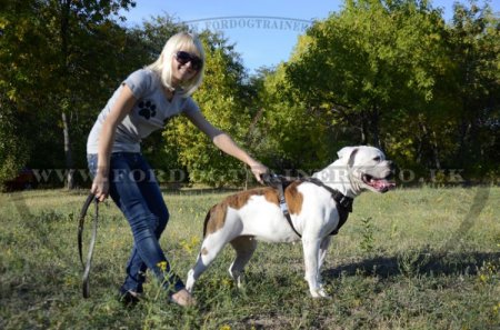 Leather Dog Harness for American Bulldog | Dog Training Harness