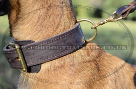 Strong 2 Ply Leather Dog Collar for Belgian Malinois with Brass Buckle