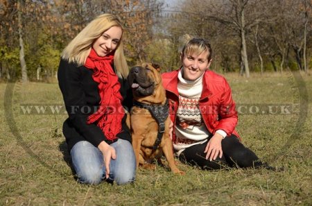Chinese Shar Pei Leather Harness for Dogs' Comfort and Style Spiked