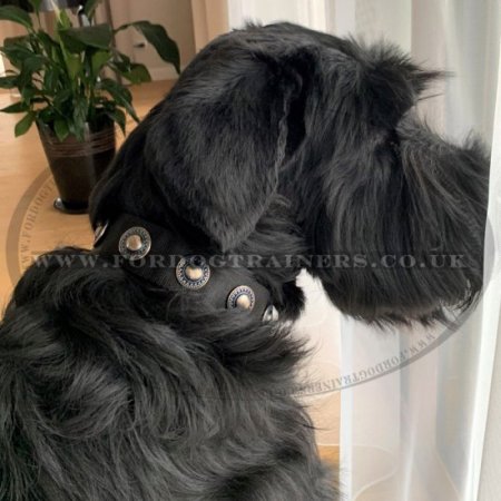 Designer Nylon Dog Collars with Luxury Silver-Like Conchos