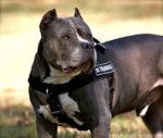 Pitbull Harness UK for Dog Training | Nylon Harness for K9 Dogs