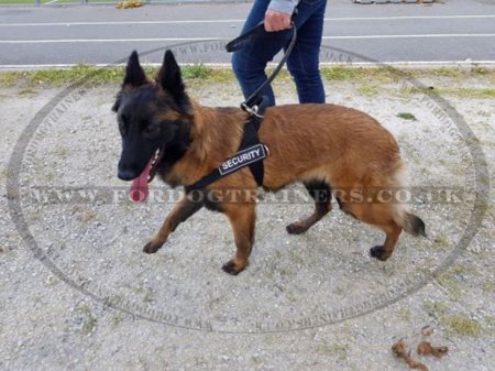 K9 Dog Harness No Pull Front Clip to Stop Dog Pulling on Lead