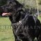 Designer Dog Harness for Labrador | Labrador Harness with Handle