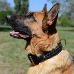 Braided Leather Dog Collar for German Shepherd, 2 Ply
