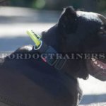 Cane Corso Dog Collar with Handle