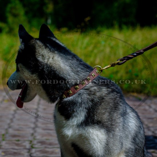 Siberian Husky Dog Collar with Belt Buckle Closure and Square Adornments