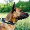 Dog Collar with ID Plate for Belgian Shepherd Malinois