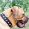 Cane Corso Mastiff Nylon Dog Collar with Studs