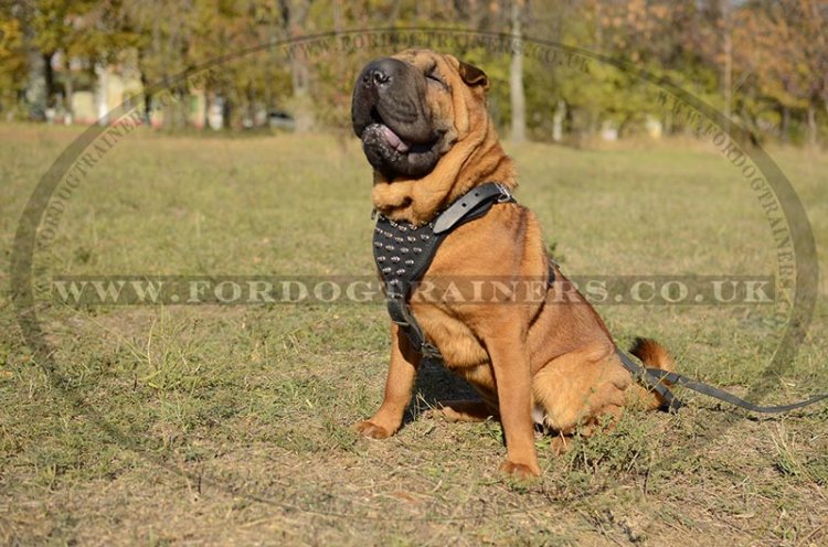 Chinese Shar Pei Leather Harness for Dogs' Comfort and Style Spiked - Click Image to Close