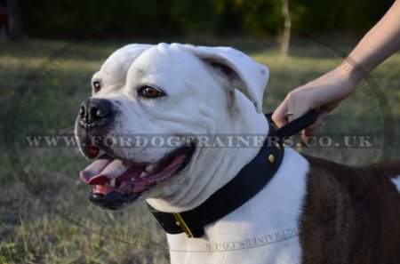 "Easy Control" Agitation Dog Collar For American Bulldog With Handle