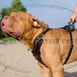 Dogue de Bordeaux Harness Bestseller | Harness for Dog Debordo