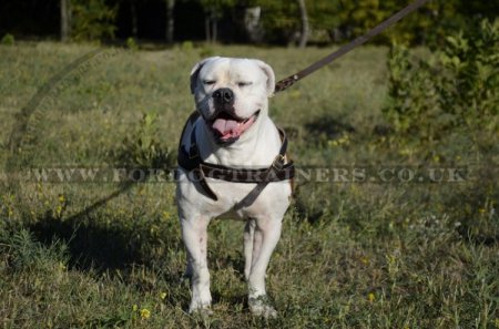 American Bulldog Harness for Tracking/Pulling