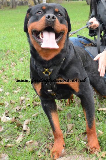 Rottweiler Harness UK, Padded Luxury Leather Design