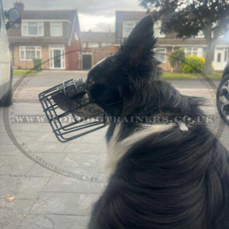 Collie Muzzle with Rubber-Coated Wire for Winter Use