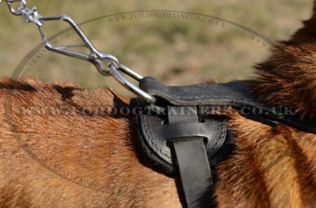 Chinese Shar Pei Leather Harness for Dogs' Comfort and Style Spiked