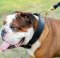 Bulldog Collar Handmade - Reliable Dog Training Equipment