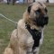 Caucasian Shepherd Harness | Padded Dog Harness UK