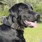 Hand Made Spiked Dog Collar for Labrador Retriever Smart Style