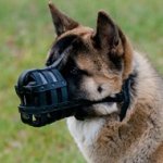 The Best Dog Muzzle for Akita Inu Dog Muzzle Size