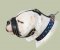 American Bulldog Muzzle Soft Padded | Leather Dog Muzzles UK