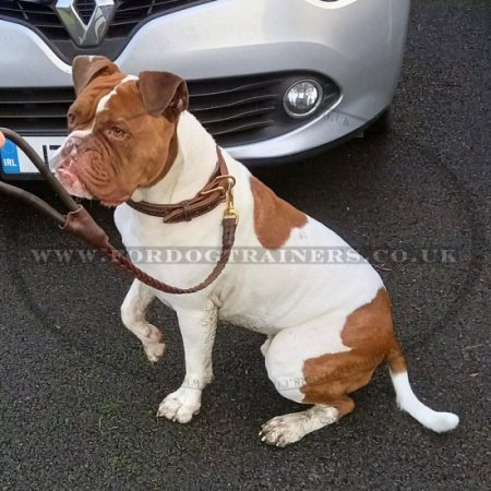 Braided Dog Lead with Padded Handle