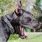 The Best Great Dane Collar Design, Luxury Dog Collar for Big Dog