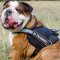 Reflective Harness for English Bulldog | Bulldog Harness, Nylon