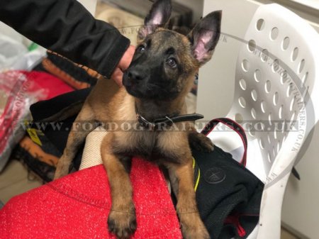 Dog Bite Sleeve for Puppy Training | New Puppy IGP Training Sleeve