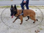 K9 Dog Harness No Pull Front Clip to Stop Dog Pulling on Lead_6