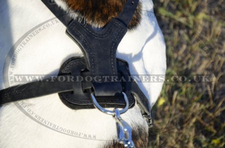 American Bulldog Harness with Luxury Spiked Design