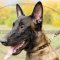 Belgian Shepherd Malinois Dog Collars with Brass Spikes