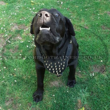 Luxury Leather Dog Harness Spiked Design for Medium and Big Dogs