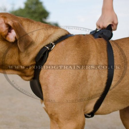 Dogue De Bordeaux Leather Harness for Big Dogs