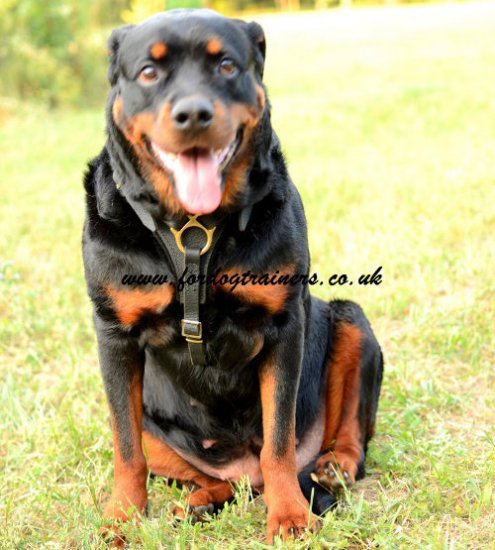 Rottweiler Harness UK Top Quality | Dog Harness for Rottweiler