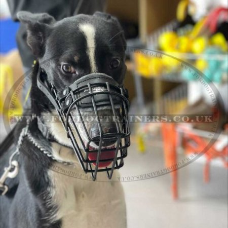 Black Rubber Covered Wire Dog Muzzle for Winter & Summer, Allows Drinking