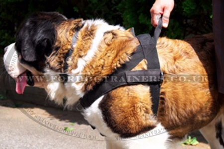 Get St Bernard Harness UK Bestseller to Stop Dog Pulling Leash