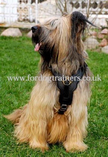 Luxury Dog Harness for Briard | Handmade Dog Harness