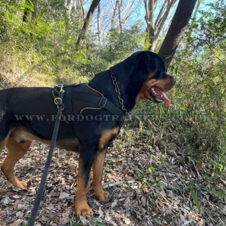 Simply Perfect Boxer Harness with Padded Chest Plate and Handle