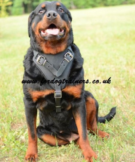 Dog Harness for Rottweiler Training, Agitation and Attack